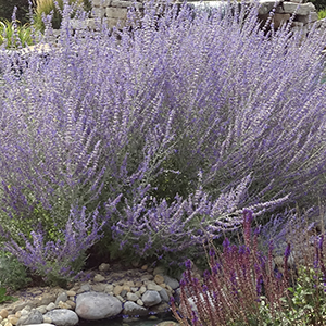 Russian Sage