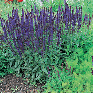 Salvia
