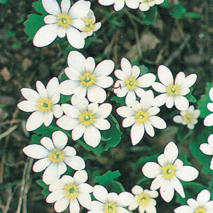 Sanguinaria