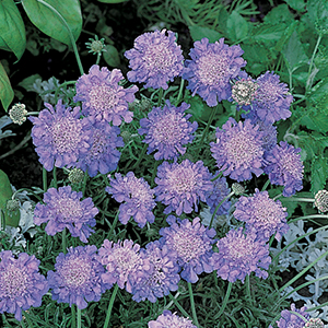 Scabiosa