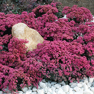 Sedum
