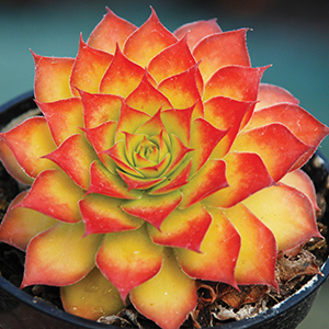 Sempervivum