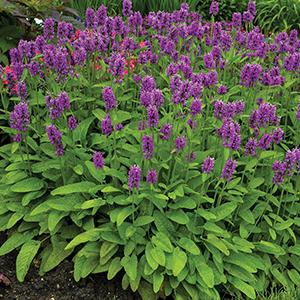 Stachys