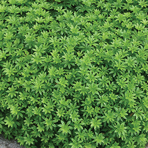 Sweet Woodruff