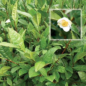 Tea Plant