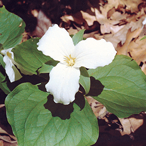 Trillium