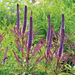 Veronicastrum