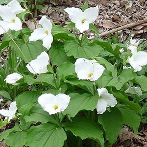 Wildflowers