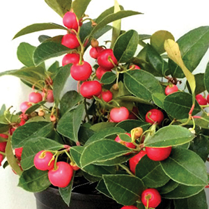 Wintergreen