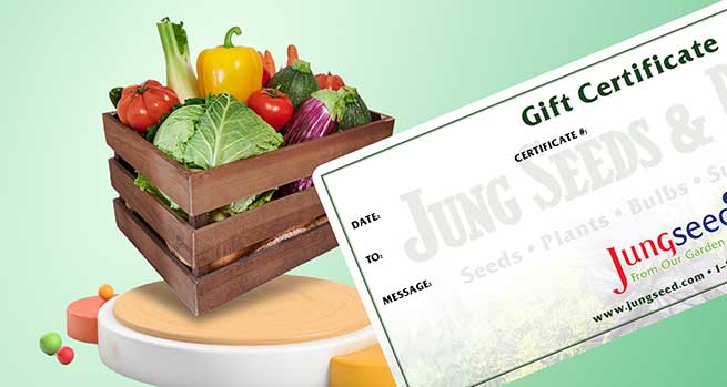 Gift Certificates